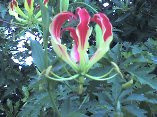 [A purple-red flower with multiple petals curled into a globe shape. The stamen are spread out below the petals. The petals are a light green color at the base.]